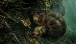 Nói đến trăn Anaconda ai cũng sợ nhưng ẩn sau bức hình này là sự thật mà ai nghe cũng dựng tóc gáy