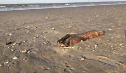 Phát hiện 'thủy quái' không mắt kỳ dị trôi dạt vào bờ biển Mỹ