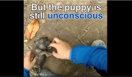 Chàng phượt thủ ra sức cứu chó con đuối nước ở Bến Tre gây bão mạng