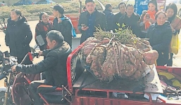 Xôn xao củ khoai lang khổng lồ nặng 41 kg ở Trung Quốc