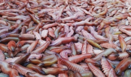 Nhà giàu bỏ cả chục triệu đồng, trữ 'rồng đất' đông lạnh ăn Tết