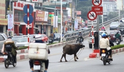 Hà Nội: Trâu điên xổng chuồng húc người náo loạn trên phố