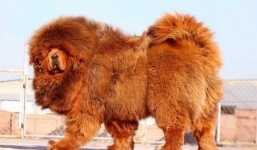 Mua chó ngao Tây Tạng về làm thịt nhậu rồi khoe trên Facebook, thanh niên Bạc Liêu bị 'ném đá' dữ dội