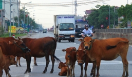 Đại biểu Hà Tĩnh bật cười với đề xuất mở đường riêng cho trâu bò qua quốc lộ