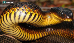 Bí ẩn hòn đảo có hàng trăm con rắn hổ cực độc bị mù: Nhà làm phim BBC giải mã thành công