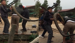 Người dân kể lại giây phút bắt rắn hổ mang chúa nặng gần 20kg