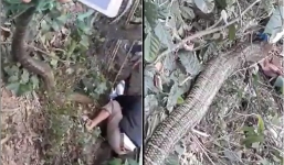 Clip người dân hoảng hốt vây bắt con rắn khổng lồ nặng 20kg