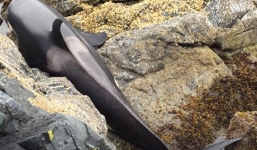 Cá voi sát thủ mắc kẹt ở vách đá, nó rên như một đứa trẻ cầu cứu giúp đỡ