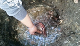 Đặc sản đầu cá thối của Alaska nhìn thấy đã muốn bỏ chạy