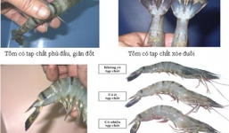 Tuyệt chiêu cực đơn giản để phân biệt tôm bơm tạp chất và tôm sạch