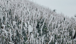 Bạn đã biết 4 'thiên đường tuyết trắng' ngay tại Việt Nam chưa?