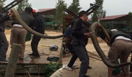 Kiểm lâm nghi có người mang rắn hổ mang chúa đến thả rồi bắt lại để 'tạo sự kiện'