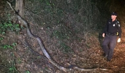 Thót tim khoảnh khắc cảnh sát đụng độ trăn khổng lồ khi tuần tra ban đêm