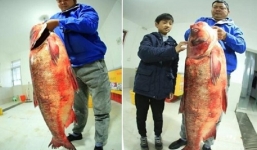 Cận cảnh cá mè 'khủng' nặng 65 kg ở Trung Quốc gây xôn xao 
