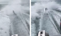 3 thanh niên phải trả giá đắt cho hành động tàn ác 'tra tấn cá mập'