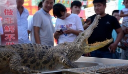 Mua cá sấu qua mạng với giá hơn 5 triệu, người đàn ông nhận được... ảnh cá sấu