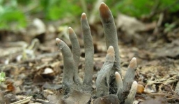 Hãi hùng nấm ngón tay trồi lên như thây ma