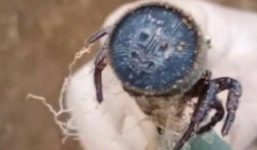 Phát hiện sinh vật kỳ dị, đuôi như mặt quỷ khi đang xới đất ở vườn cam