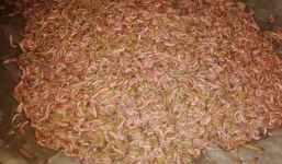 Về đồng ăn rươi