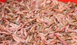 Vớt 'rồng đất' bán, người dân thu nhập tiền triệu mỗi ngày