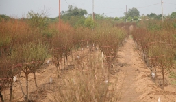 'Đột nhập' vườn đào Nhật Tân, ngắm hoa đào nở sớm, đẹp lung linh dưới nắng đông dù Tết còn 2 tháng