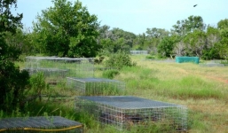 Sự thật đằng sau bức ảnh cánh đồng thi thể khiến nhiều người không khỏi rùng mình