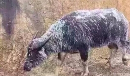 Những việc cần làm ngay để ứng phó rét đậm, rét hại và gió mạnh trên biển