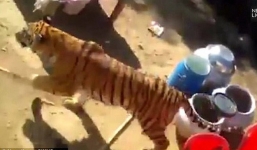 Hổ bất ngờ xuất hiện trong đám cưới khiến nhiều người náo loạn