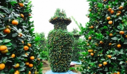 Độc đáo vườn quất kiểng dáng lộc bình cao tới 3 mét, giá chục triệu đồng phục vụ Tết Nguyên đán