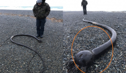 Sinh vật kỳ dị dài 25m, nhìn như rắn khổng lồ trôi dạt vào bờ biển Nga