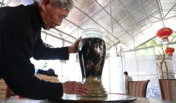 Lão nông ngâm rượu gà Đông Tảo, khách trả 150 triệu nhưng ông nhất quyết không bán