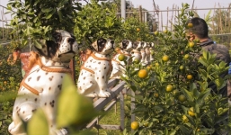 Độc đáo “Chó đốm” cõng cây quất cảnh chơi dịp Tết Mậu Tuất