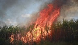 Đắk Lắk: Lửa thiêu rụi 100 ha mía nguyên liệu, thiệt hại khoảng 10 tỷ đồng