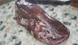 Ngư dân Nghệ An bắt được cá leo nặng hơn 50 kg