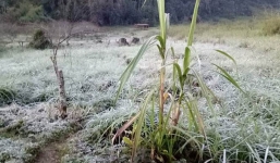 Nghệ An: Băng giá xuất hiện tại miền núi, có nơi nhiệt độ xuống 0 độ C