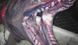 Bộ ảnh 'quái vật ngoài hành tinh' dưới biển của ngư dân Nga đã trở lại và kinh dị hơn xưa