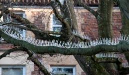 Người đàn ông bị 'chỉ trích' khi cắm đinh trên cây không cho chim đậu để bảo vệ ô tô