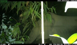 Người dân xôn xao phát hiện nhiều đàn voi rừng tại Vườn Quốc gia Vũ Quang