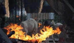 Bật máy sưởi, đốt lửa để giữ ấm cho động vật quý hiếm ở Vườn thú Hà Nội
