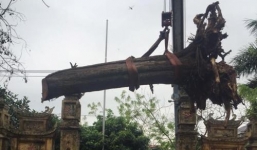 Đại gia gỗ Đồng Kỵ thông tin cây sưa 200 tuổi đã được bán