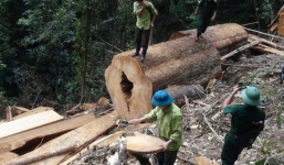 Biên phòng, kiểm lâm Nghệ An nhận thiếu trách nhiệm khiến rừng bị phá