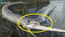 Tham lam nuốt chửng con mồi dài 2m, trăn Miến Điện rách ruột, nằm chết nổi trên nước