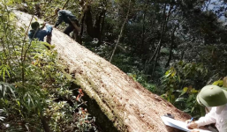 Khởi tố thêm 2 kiểm lâm trong vụ 189 cây pơ mu bị đốn hạ