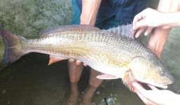 Bình Định: Bắt được 'cá lạ' 5kg nghi cá sủ vàng