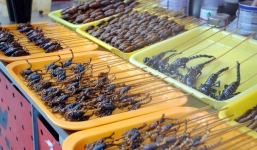 Những món ăn côn trùng kinh dị không phải ai cũng dám thử, đặc sản Việt Nam cũng góp mặt trong đó