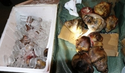 Bắt giữ xe khách vận chuyển 19 đầu khỉ ướp đông lạnh