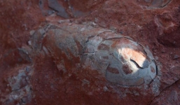 Phát hiện ổ trứng khủng long 130 triệu năm nguyên vẹn ở Trung Quốc