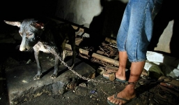 Hình ảnh rùng rợn trong những trang trại thịt chó: Nỗi đau của những chú chó phải chứng kiến cái chết của đồng loại