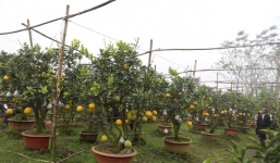 Lão nông thu về hàng trăm triệu nhờ ghép 10 loại quả trên cùng một cây cảnh ở Hà Nội
