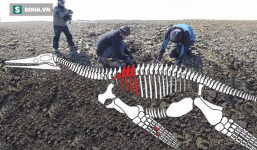 Phát hiện hóa thạch khủng long 150 triệu năm tuổi trông như thủy quái ở Nam Cực